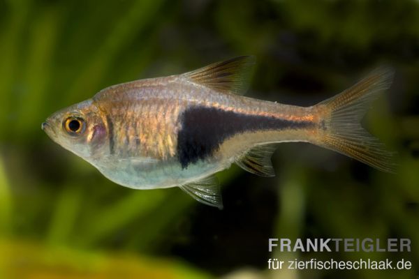 Keilfleckbärbling/ Trigonostigma heteromorpha